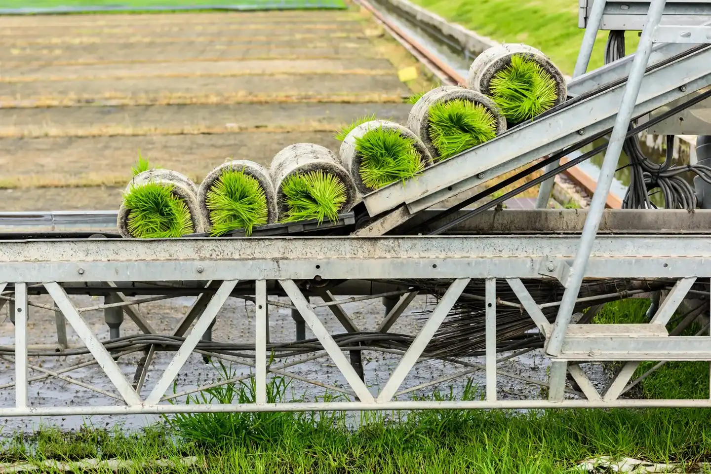 Nastri Trasportatori Per Settore Agricolo
